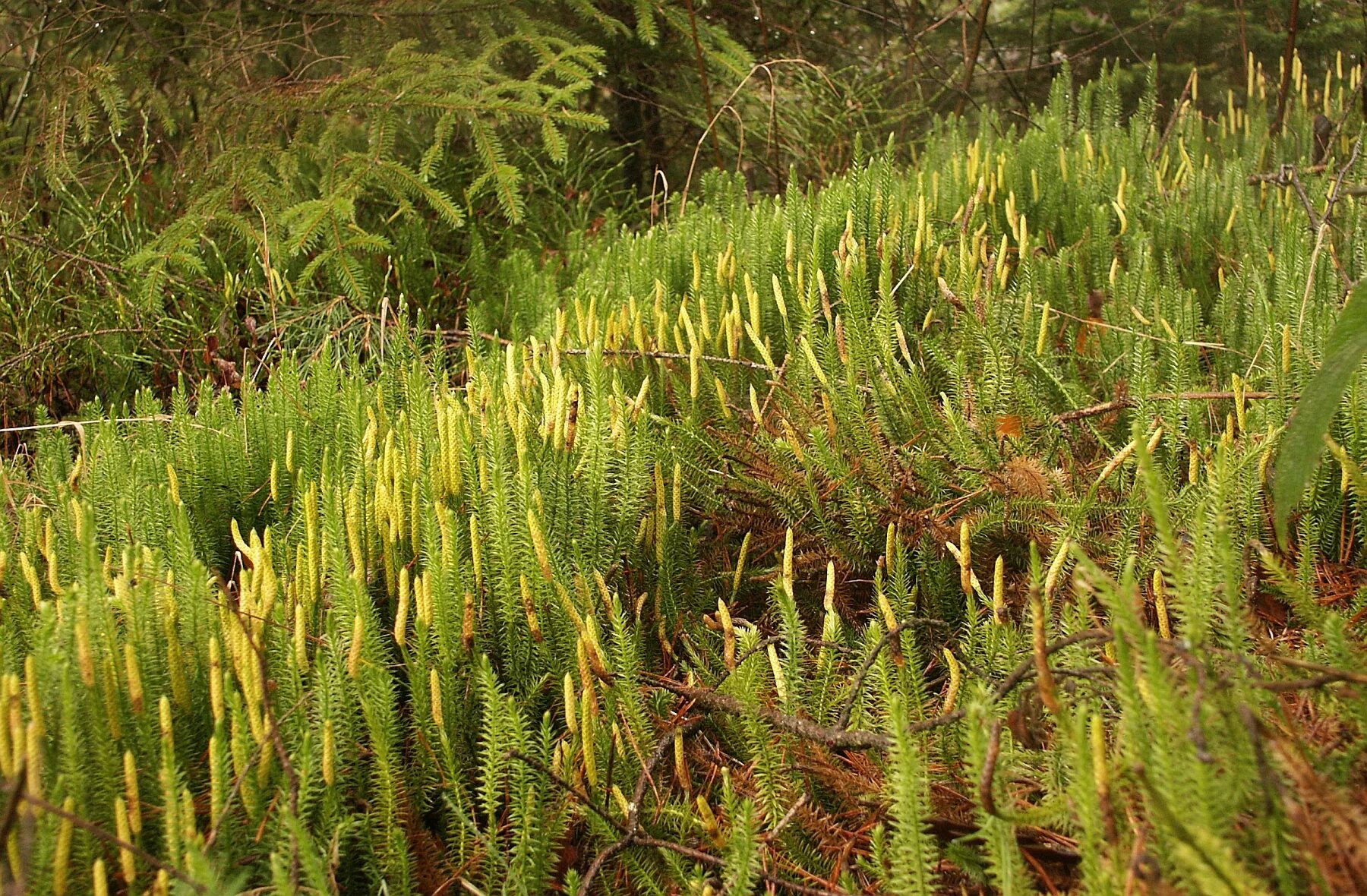 Зеленые водоросли папоротники голосеменные плауновидные. Плаун (Lycopodium). Плаун булавовидный (Lycopodium clavatum). Плакун булавововидный. Плаун годичный (Lycopodium annotinum).