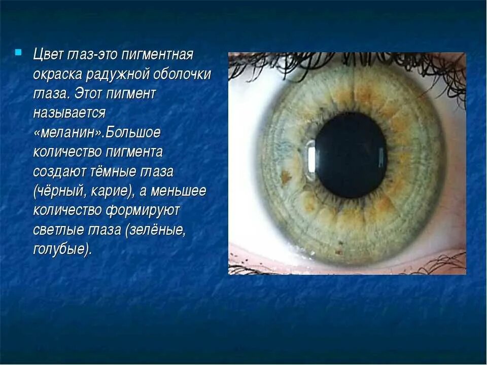 Цвета радужной оболочки глаза. Цвета Радужки глаз человека. Радужка содержит пигмент