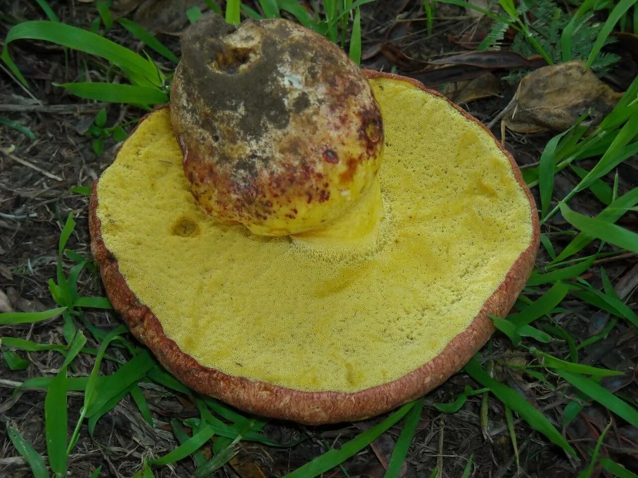 Гриб Болетус Королевский. Боровик жёлтый (Boletus junquilleus). Боровик жёлтый полубелый гриб. Боровик шляпка снизу.