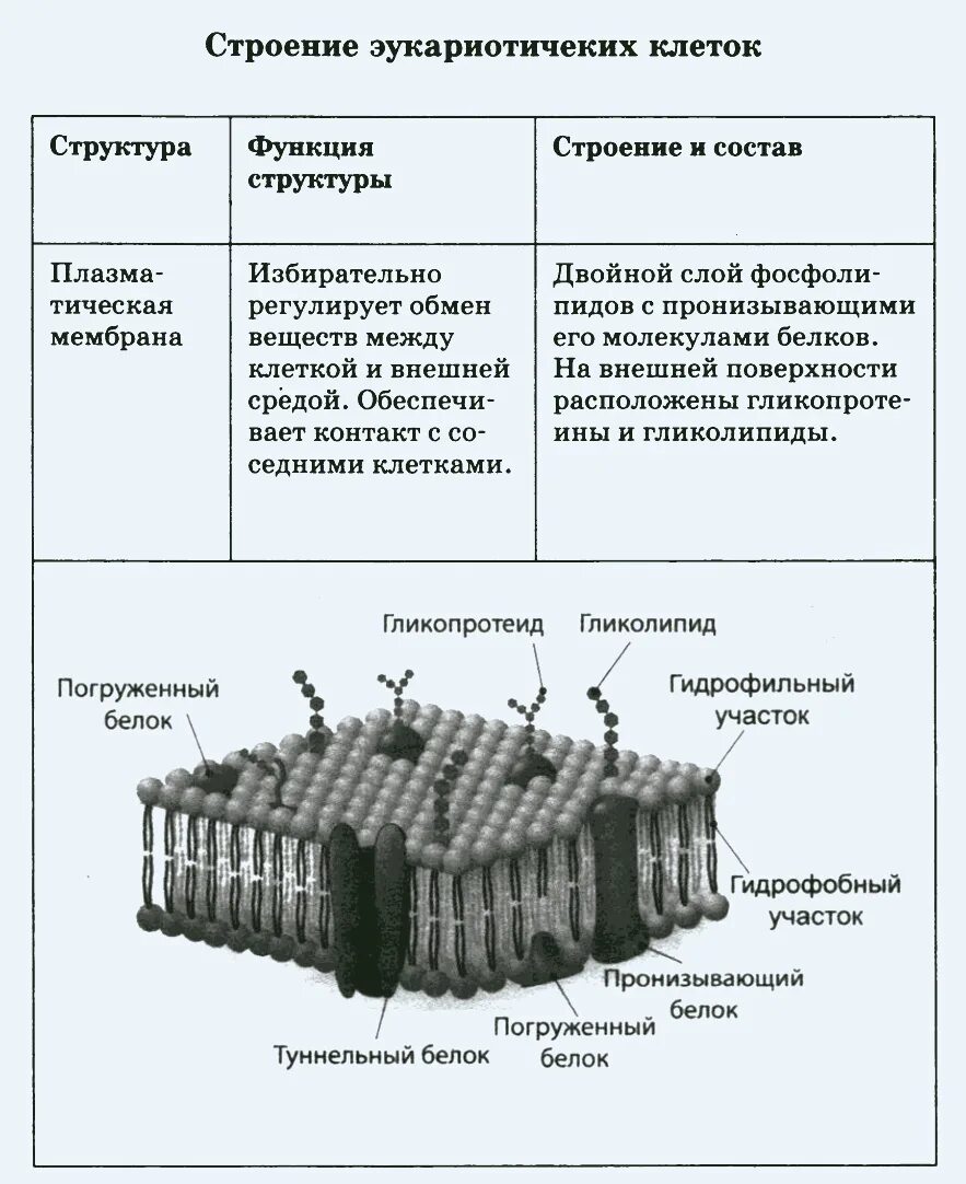 Клетка иерархия