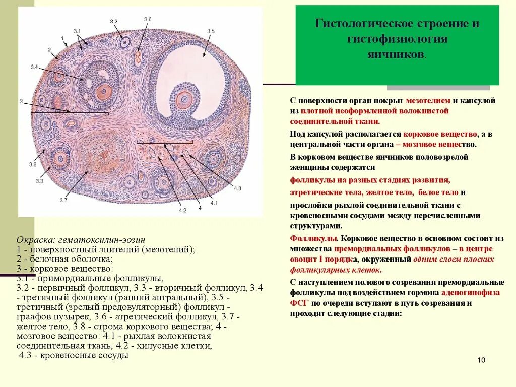 Строение фолликула гистология. Строение коркового вещества яичника гистология. атретический фолликул строение. строение мозгового вещества яичника. препарат яичник белочная оболочка корковое вещество.
