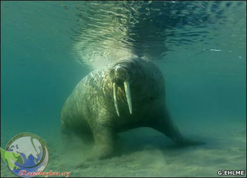 морж на дне морском добывает. морж под водой. морж добывает себе пищу на морском дне. морж на дне морском добывает. морж в воде.