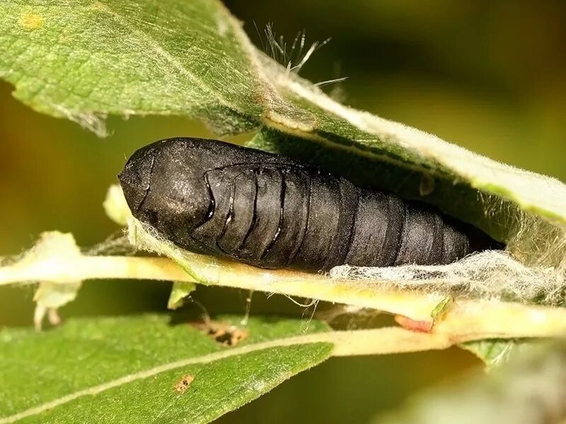 Кокон бабочки махаон. Гусеница махаона куколка. Махаон гусеница окукливание. Гусеница окукливается. Личинка гусеница кокон бабочка.