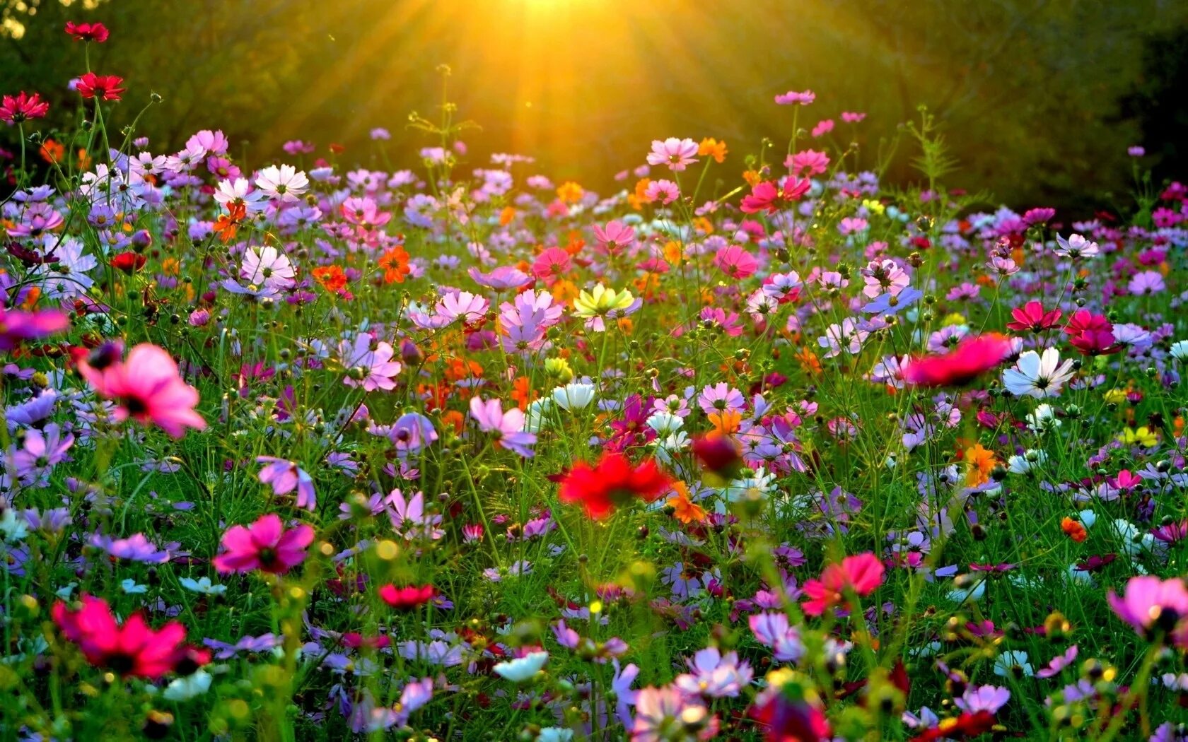 Группа цветы и природа. Мавританский газон цветущее лето. Поляна цветов. Яркие полевые цветы. Цветущий луг.