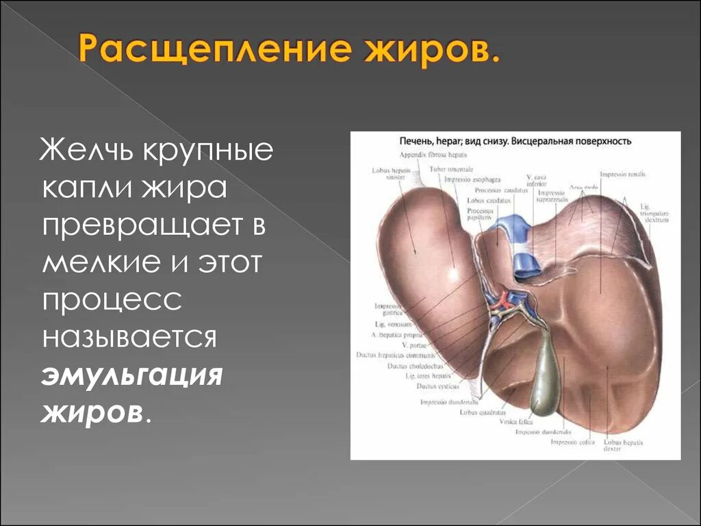 Висцеральная поверхность печени. Печень вид снизу висцеральная поверхность.