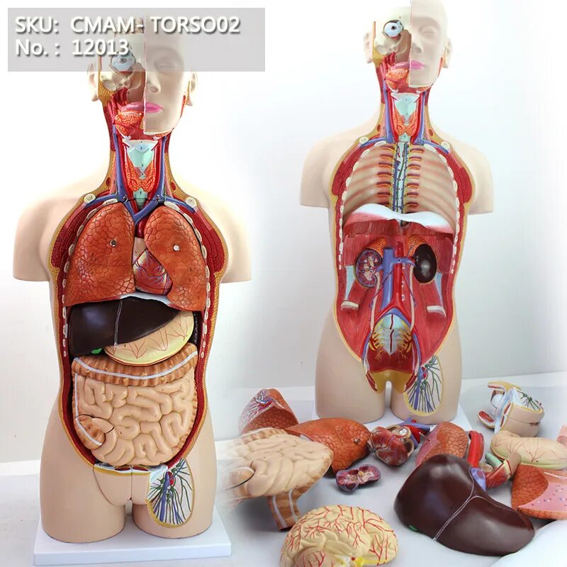 Модель органов человека. Анатомическая модель человека. Муляж человека. Макет человека с органами.