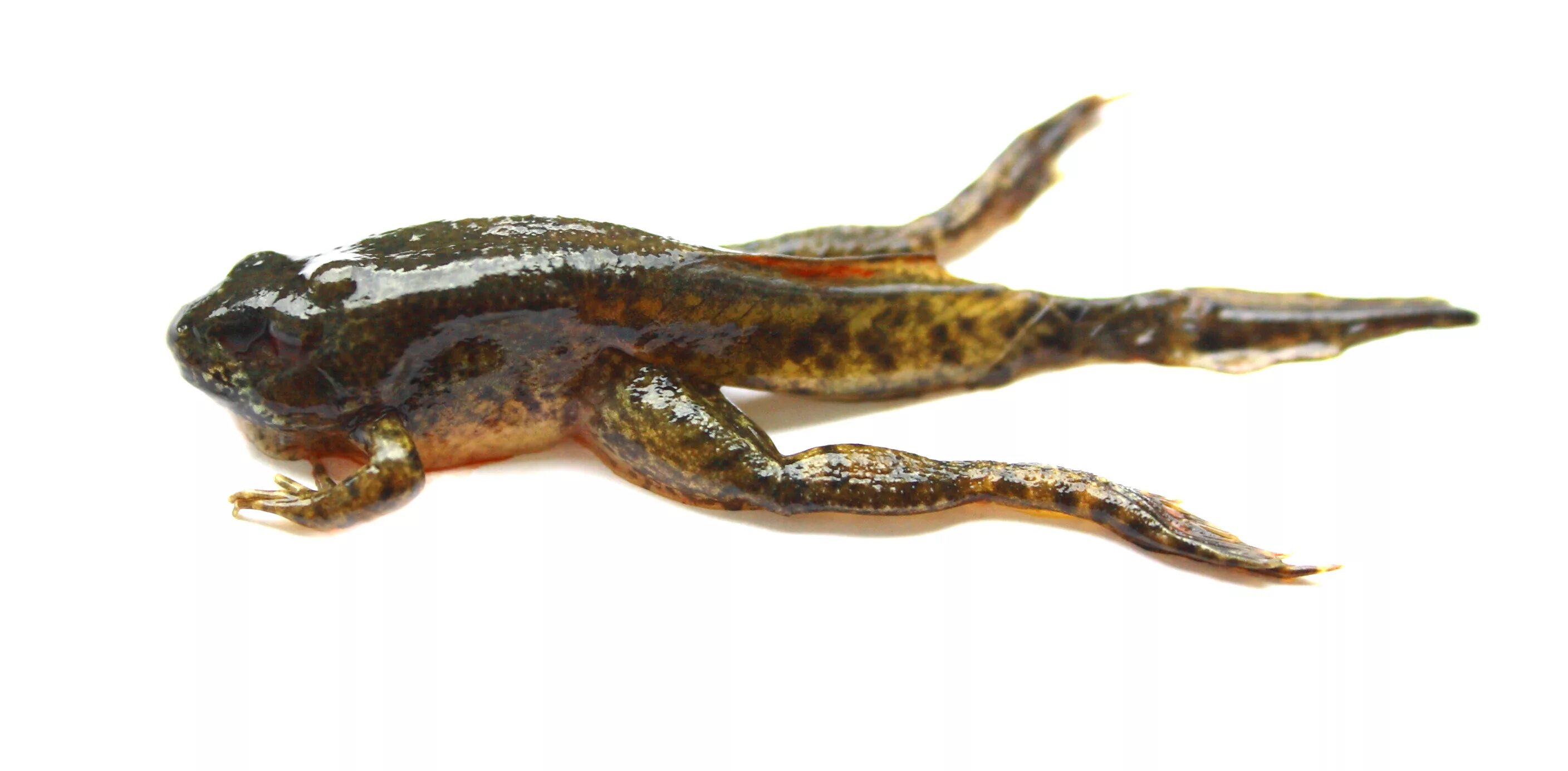 головастик земноводных. головастик озерной лягушки. головастик земноводных. головастик прудовой лягушки. головастик земноводных.