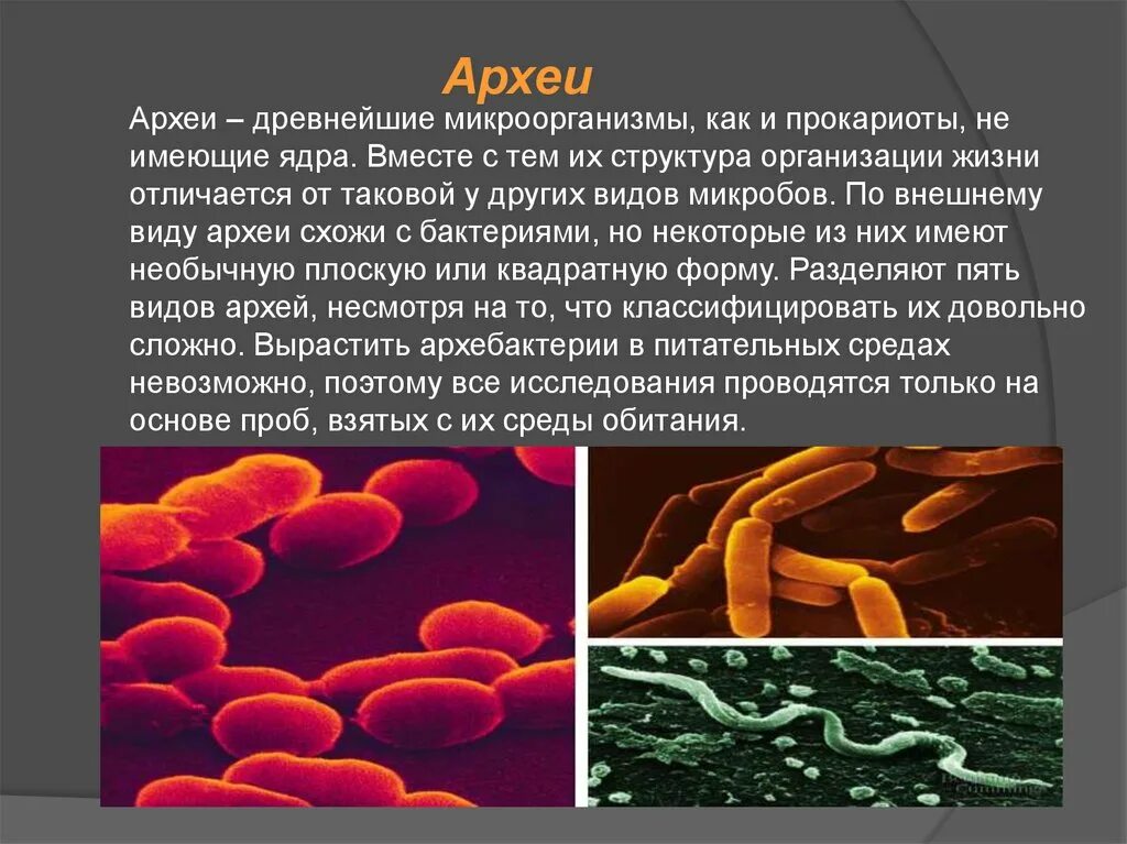 Эра прокариот какая эра. Царство археи. Прокариоты архебактерии. Археи термофилы. Надцарство археи.