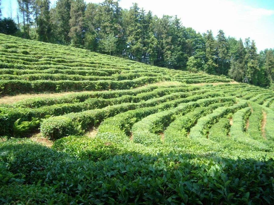Виды плантаций. Чайные плантации Дагомыс. Чайные плантации Сочи Дагомыс. Мацеста чайные плантации. Чайные плантации Сочи Мацеста.