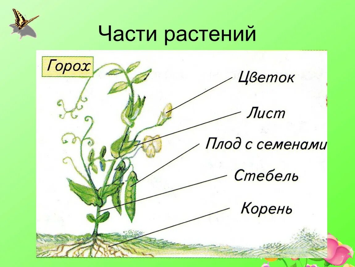 Части растения. Части растения горох. Название частей растения. Назовите части растения. Какие части ты видишь у растения