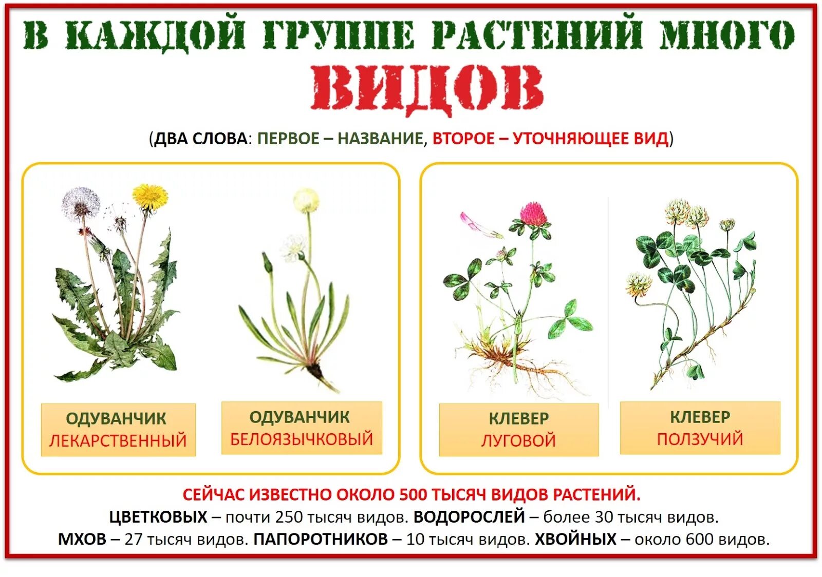Название растений из двух слов. Разные виды растений. Виды растений примеры. Растения двух видов. Типы растений.
