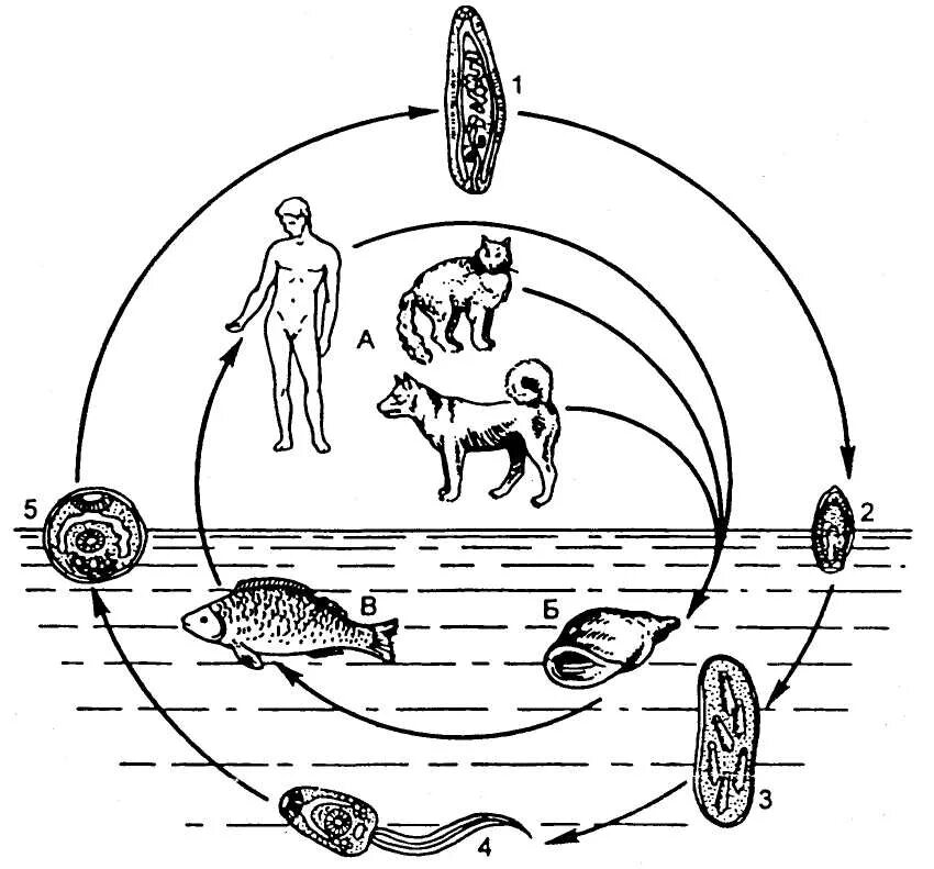 Жизненный цикл возбудителя. Opisthorchis felineus жизненный цикл. Жизненный цикл кошачьего сосальщика Opisthorchis felineus. Кошачья двуустка жизненный цикл. Промежуточный хозяин кошачьей двуустки.