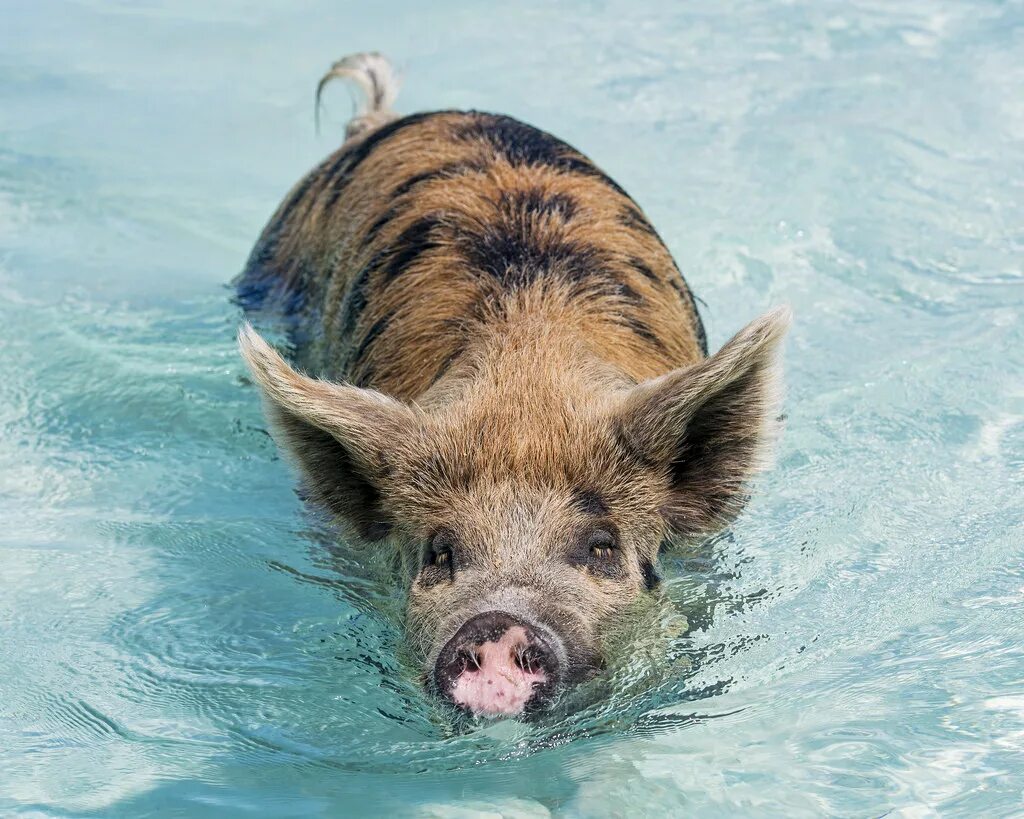 Свинка плавает. Багамские водоплавающие свиньи. Кабан в воде. Свинья плывет. Кабан плавает.