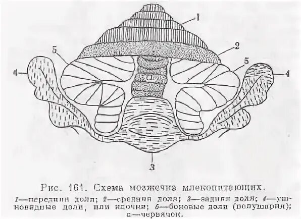 Нервная система и органы чувств млекопитающих