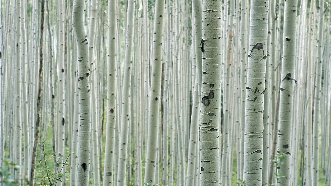 березовая роща якутии. берёза повислая. тоненькая березка. береза белоствольная тибетская. берёза повислая.