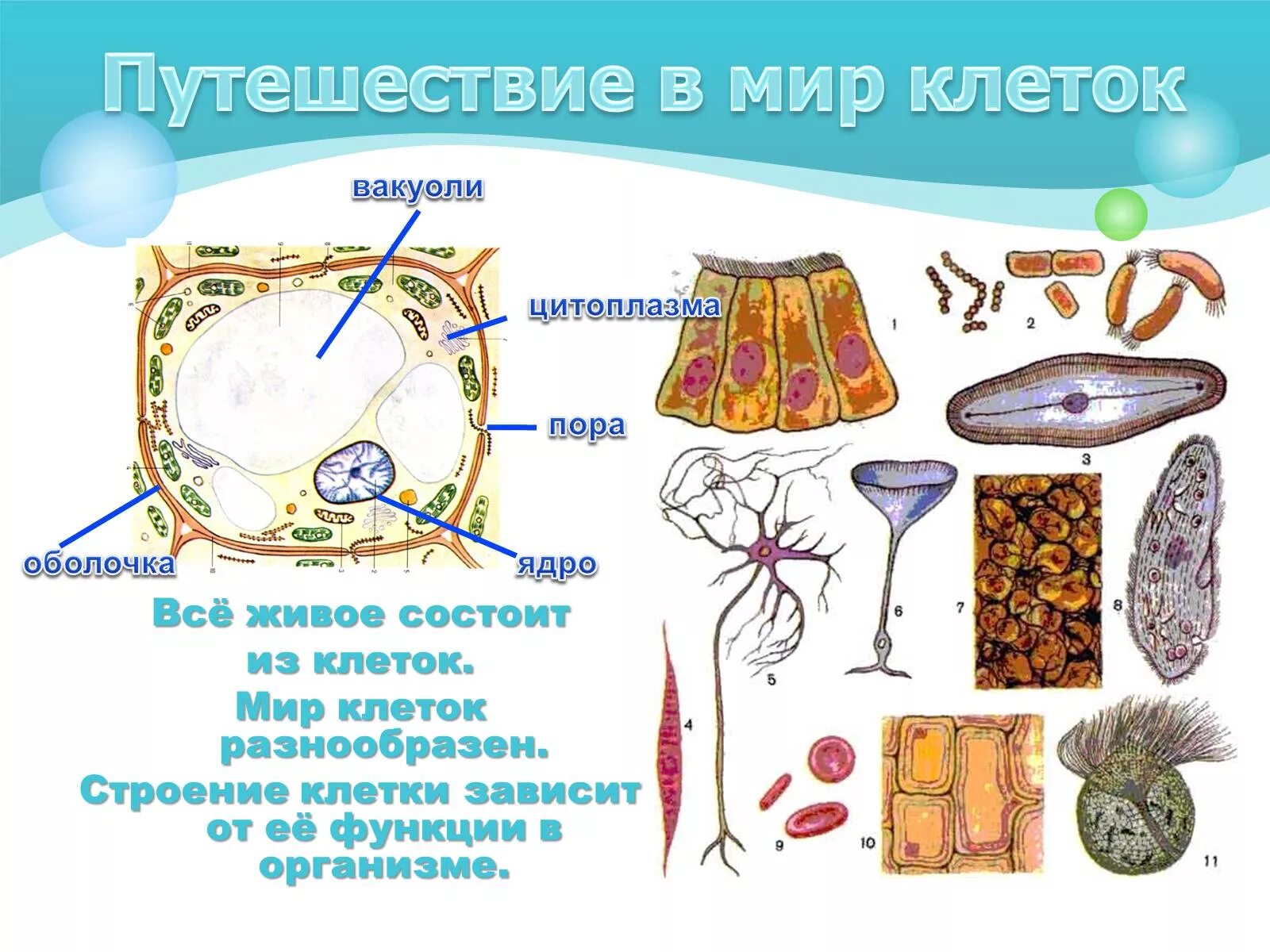 костные клетки рисунок. строение клетки 4 класс. клетки 4 класс. виды клеток. путешествие в мир клеток 4 класс.