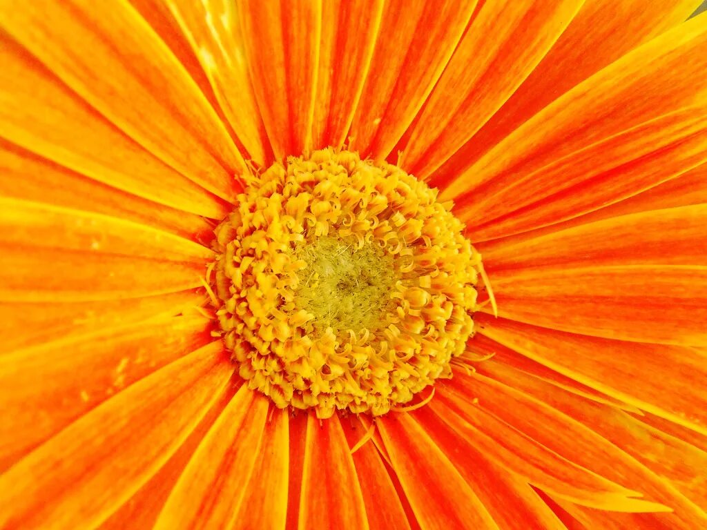 Оранжевый 1 1 20 август 2021. Оранжевые цветы. Оранжевый цвет. Желто оранжевые цветы. Цветок желто оранжевого цвета.