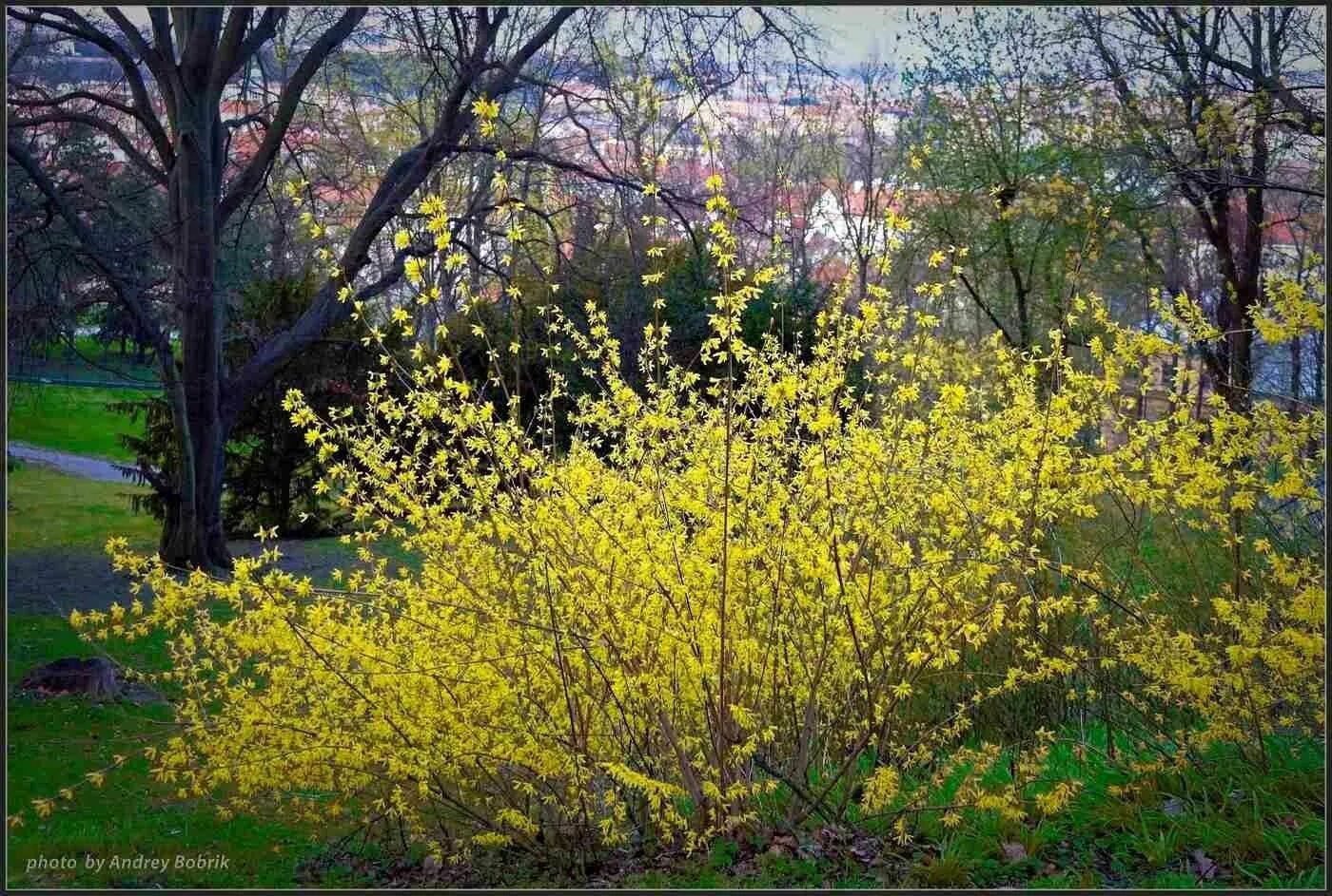 Кусты цветущие весной название. Форзиция европейская — Forsythia europaea. Форзиция Forsythia ovata.. Форзиция спринг Глори. Форзиция Kumson.