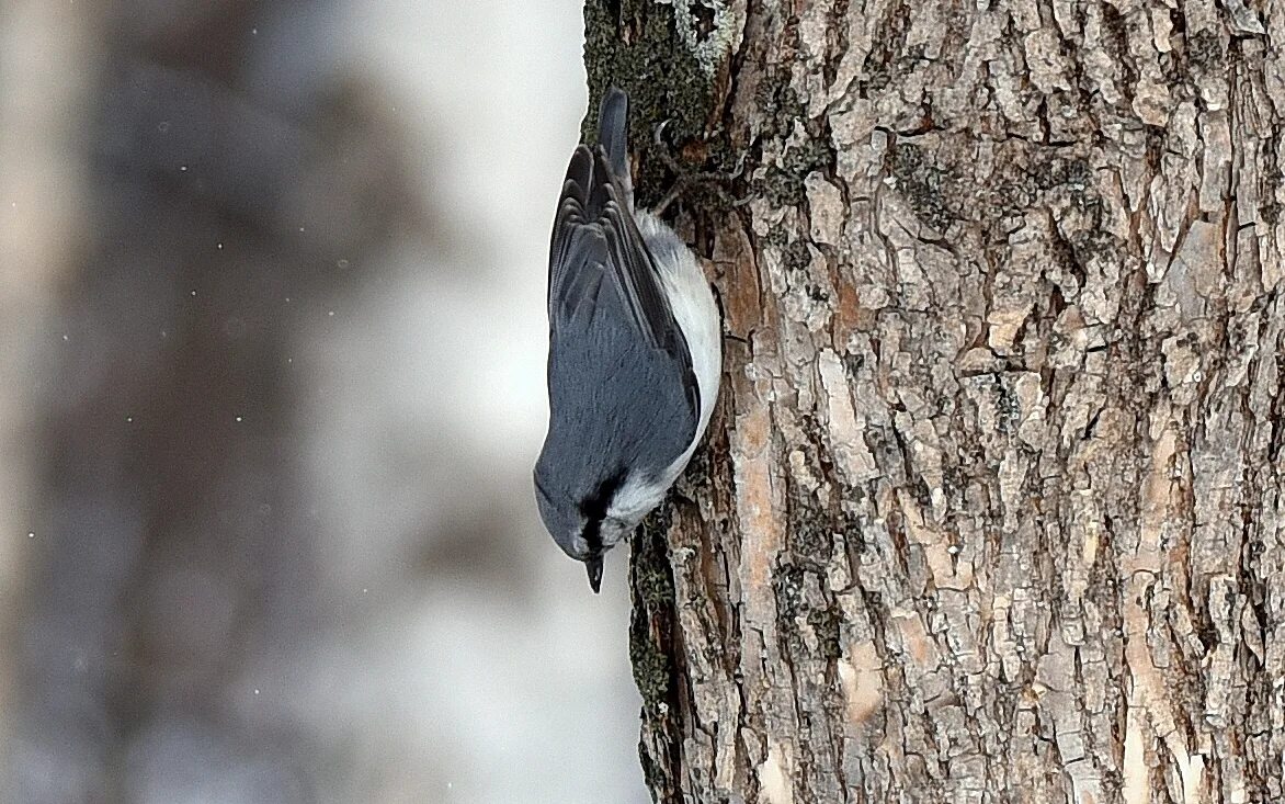 зимующие птицы сахалина. зимующие птицы сахалина. дятлы сахалина. зимние птицы юга сахалина. зимующие птицы сахалина.