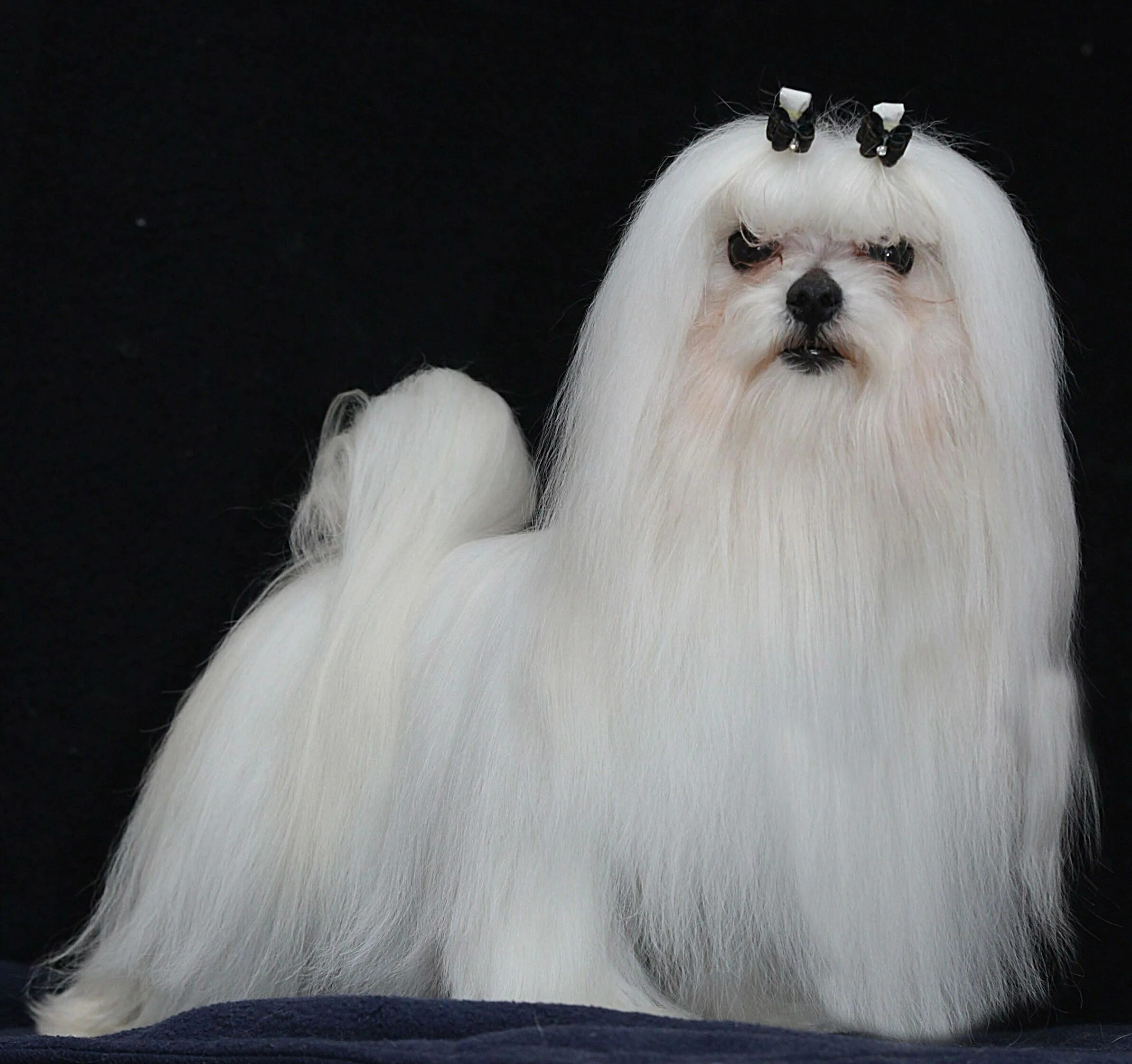 Мальтийская болонка. Королевская болонка. Собака Мальтийская болонка. Мальтийская болонка белая. Болонка породы комнатно декоративных
