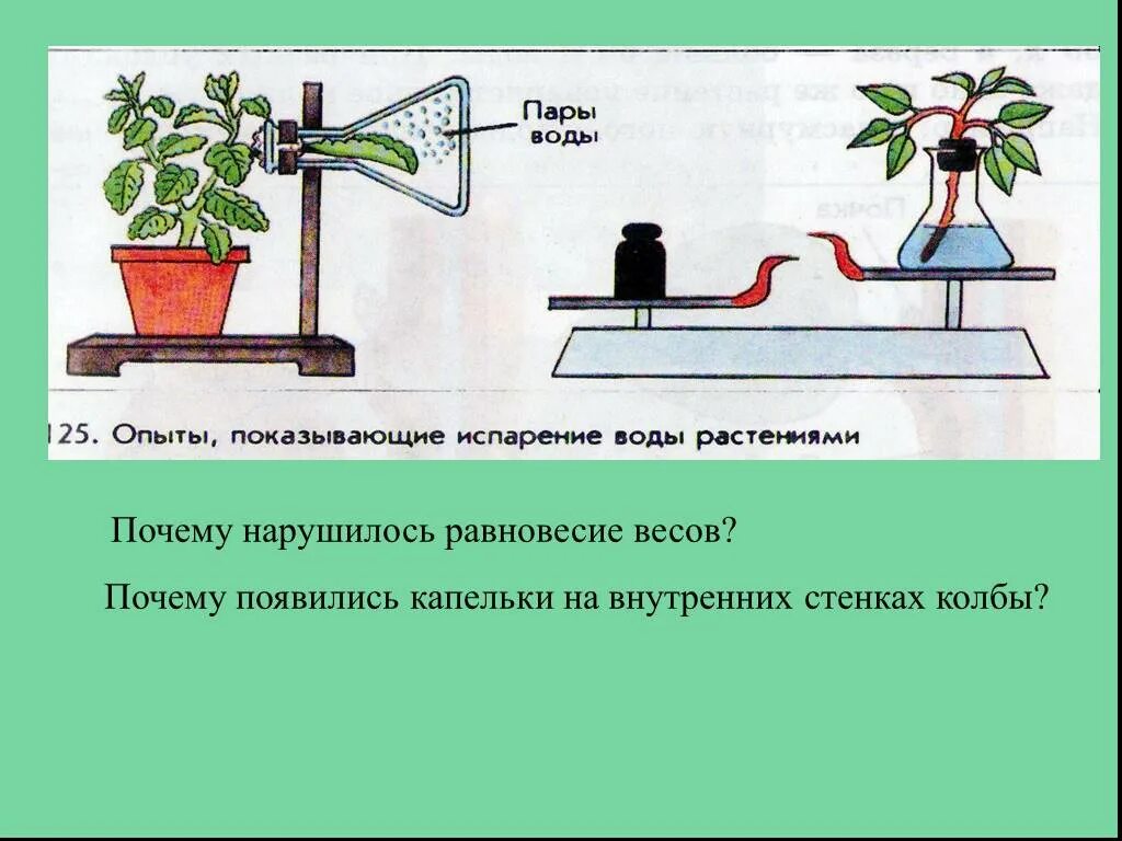 Испарение воды растениями 6 класс биология. Опыт доказывающий испарение воды листьями растений. Опыт доказывающий испарение воды листьями. Опыт показывающий испарение воды растениями. Зачем листьям вода