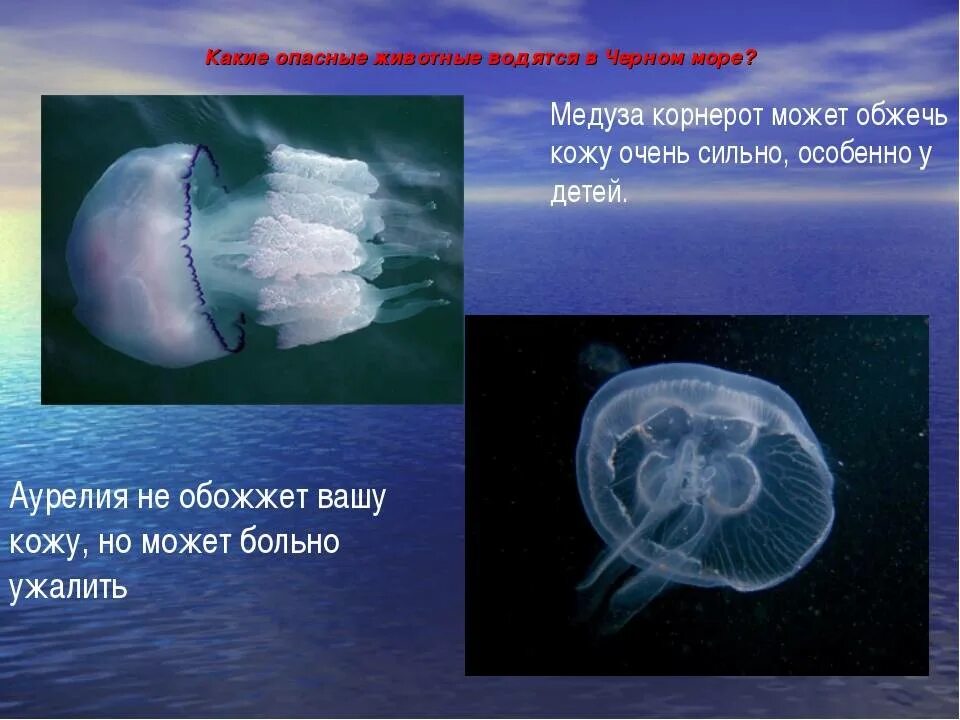Медуза корнерот в черном море. Корнерот черноморский. Медуза корнерот маленькая. Медуза корнерот в черном море. Корнерот медуза в черном море опасны.