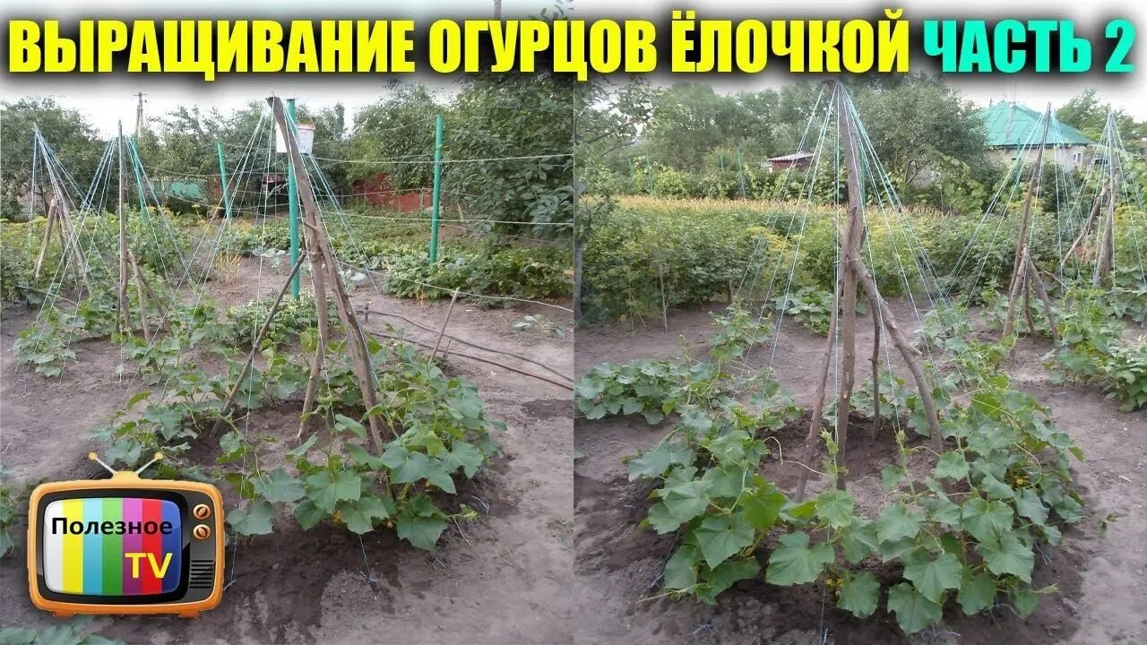 Посадка огурцов в 2025г. Способы подвязки огурцов. огурцы в открытом грунте. огурцы подвязка в открытом грунте. подвязать огурцы на грядке.
