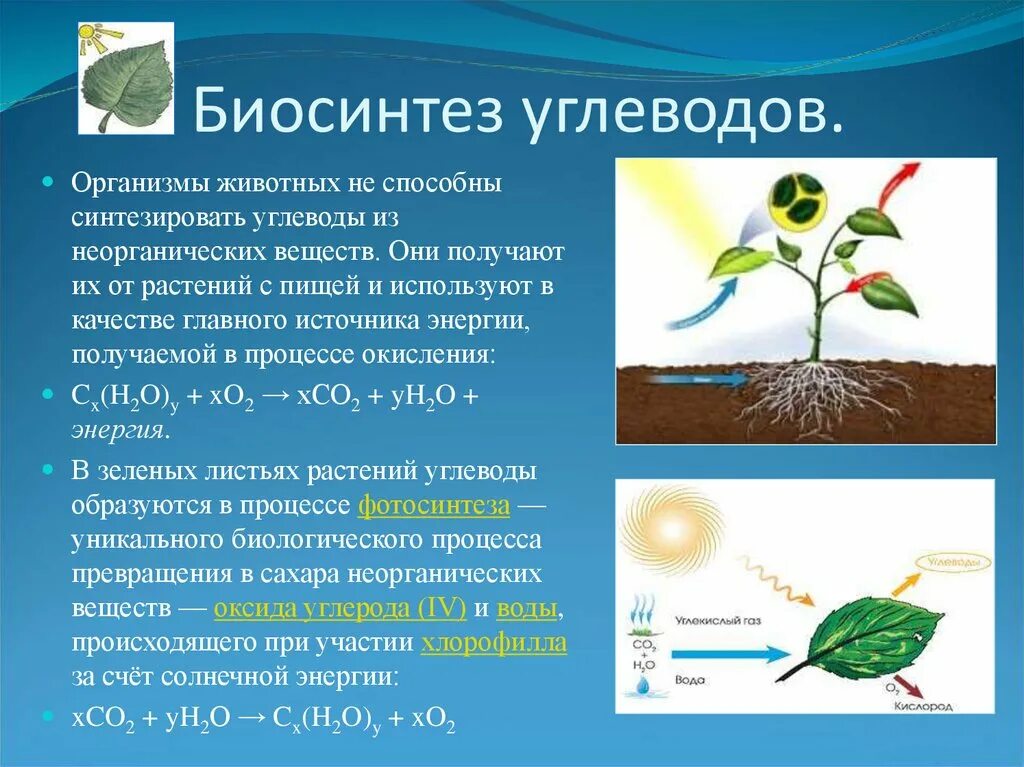 Синтез углеводов фотосинтез 9 класс. Биологический Синтез углеводов. Биосинтез углеводов биология 9 класс. Биология 9 класс Биосинтез углеводов фотосинтез. Источник углерода для растений образуется