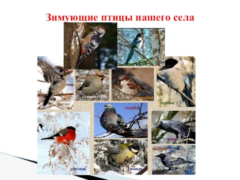 Проект зимующие птицы. Птицы зимой 2 класс. Проект Спасите птиц. Проект спасение птиц