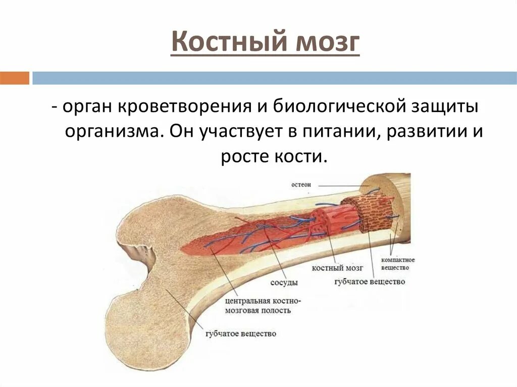 Костный мозг где находится. Красный костный мозг функции расположение. Строение кости красный костный мозг. Анатомия человека красный костный мозг. Костный мозг трубчатых костей.