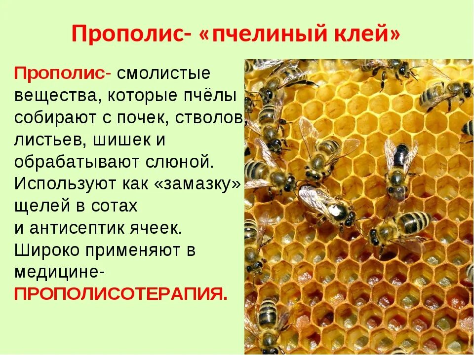 Сколько пчелы дают. Характеристика пчел. Пчела описание. Пчела тема. Пчела для презентации.