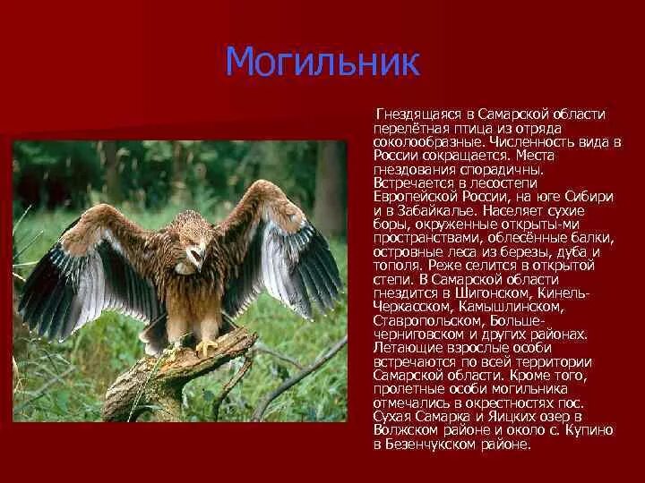 Красная книга самары животные. Красная книга самары животные. Красная книга самары животные. Красная книга самары животные. Красная книга самары животные.