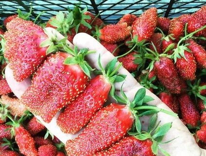 Покажи клубнику купчиха