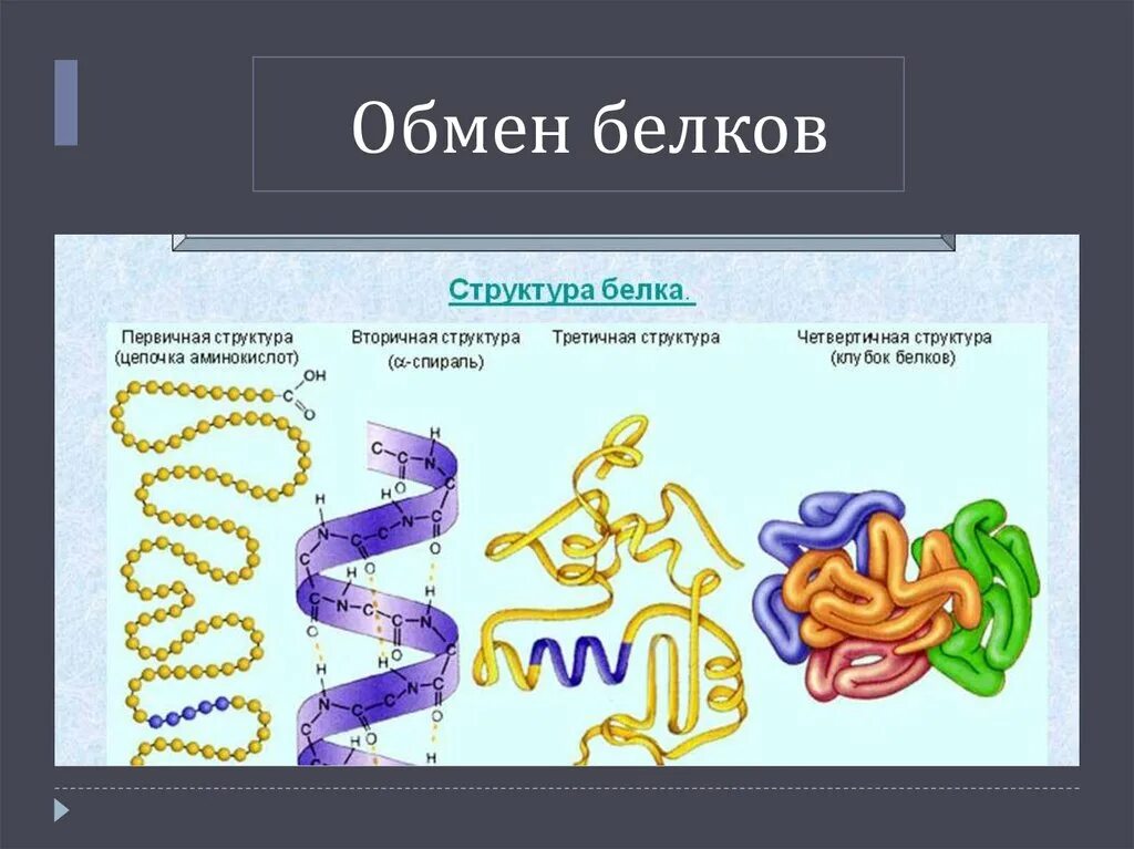 Метаболизм белков в организме. Обмен белков функции. Белки обмен веществ. Процессы белкового обмена.