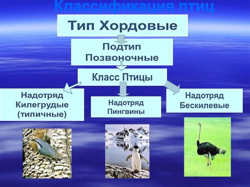 Количество видов класса птиц. Классификация птиц. Класс птицы систематика. Класс птицы представители. Класс птицы общая характеристика.
