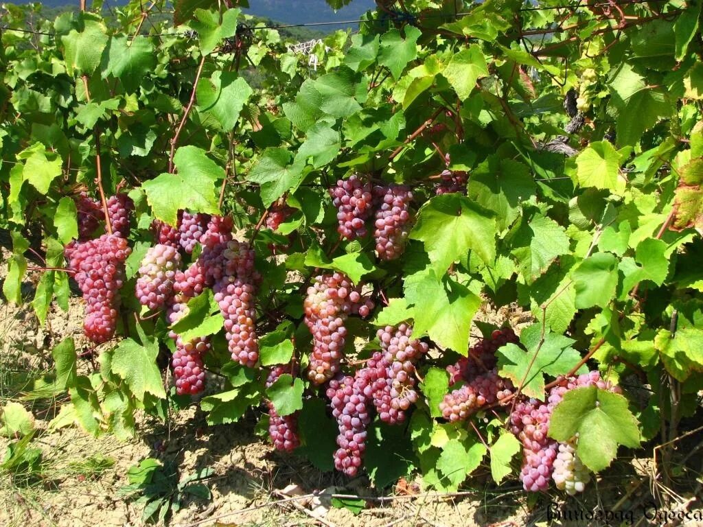 Гевюрцтраминер сорт винограда. Сорт винограда траминер розовый. Виноград траминер розовый. Гевюрцтраминер сорт винограда. Сорт винограда траминер розовый.