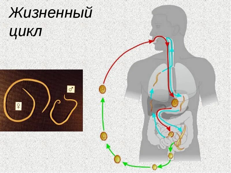 Установите последовательность развития аскариды. Схема развития аскариды. жизненный цикл аскариды человеческой. жизненный цикл глистов. схема развития человеческой аскариды.