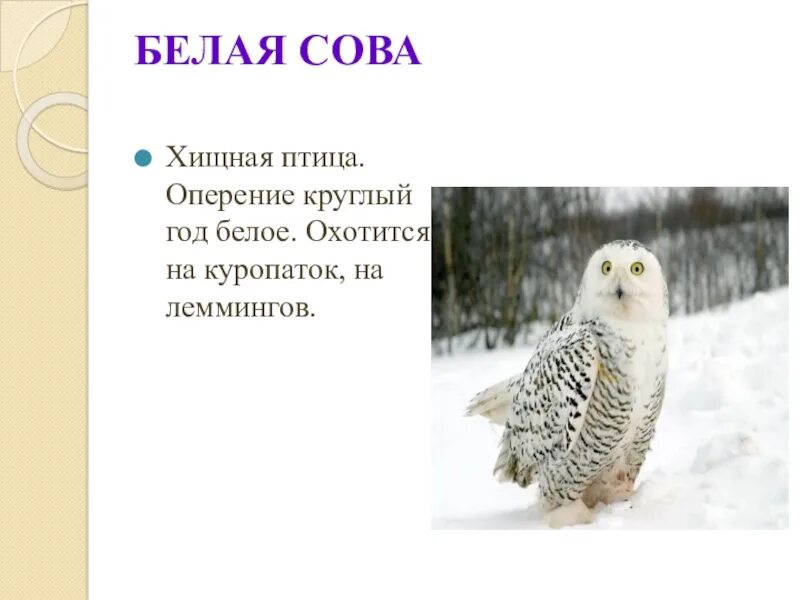 Полярная сова сообщение 4 класс окружающий. Белая сова презентация. сообщение о полярной сове. полярная сова информация для детей. белая сова описание.