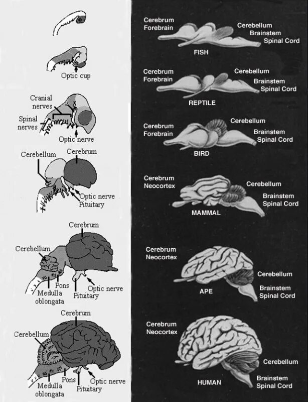 Эволюция развития мозга. Эволюция головного мозга. Головной мозг разных животных. Эволюция развития головного мозга у животных. Размер мозга человека Эволюция.
