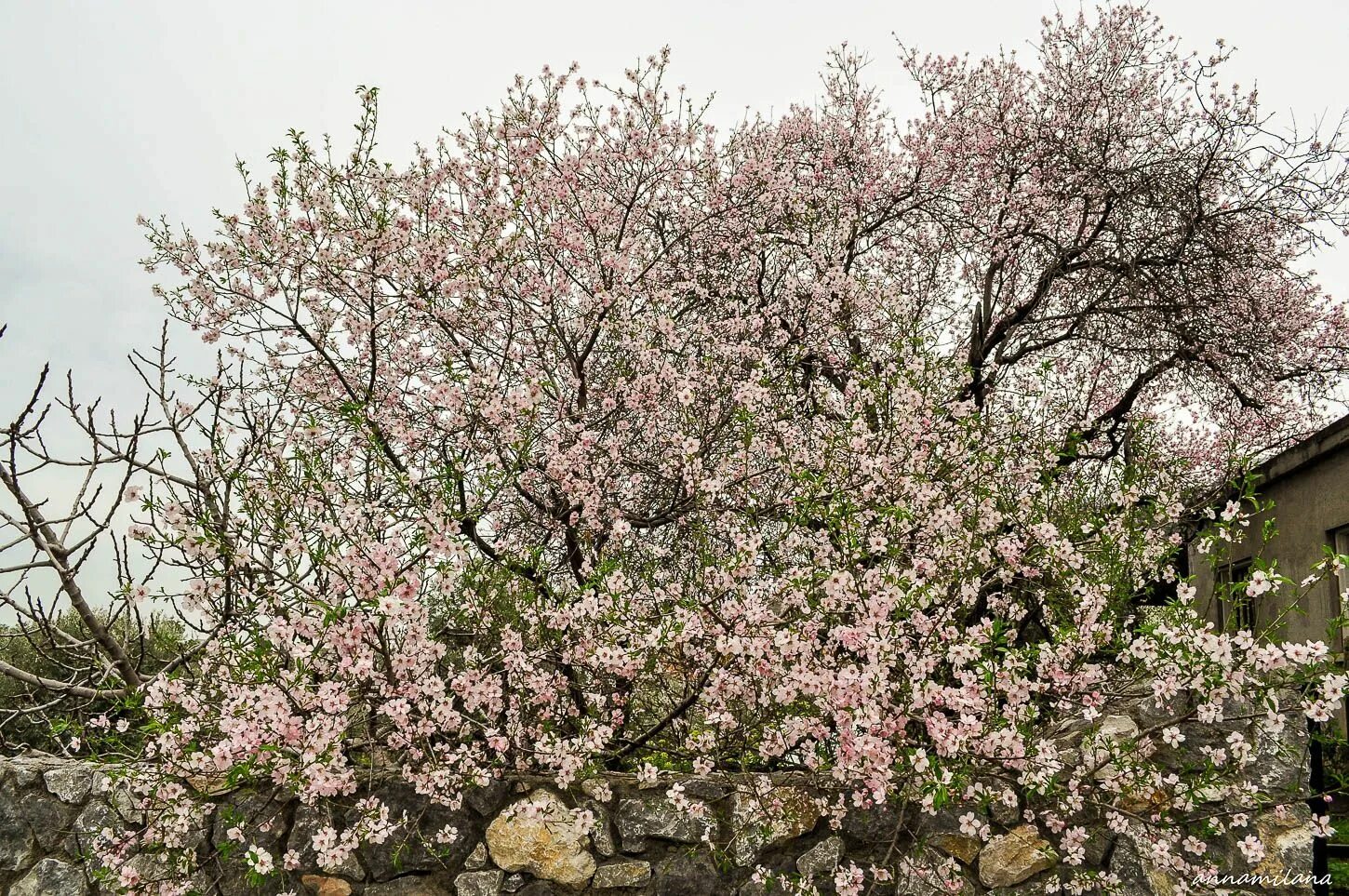 Миндаль простой. Миндаль обыкновенный (Prunus Dulcis). Миндаль Бухарский. Бухарский миндаль дерево. Миндаль обыкновенный (Amygdalus communis).