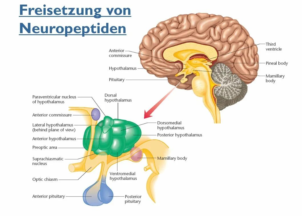 Какой гормон головной мозг. Головной мозг анатомия гипоталамус. Структура головного мозга гипофиз. Строение головного мозга гипоталамус. Промежуточный мозг гипоталамус строение.