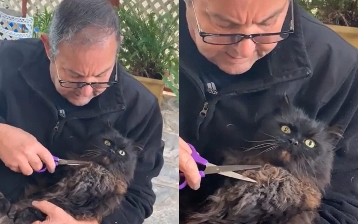 Василий кот тула. Судьба кота. Брошенный котенок на произвол судьбы. Про котов гарики. Василий котов ярославль.