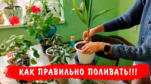 КАК ПРАВИЛЬНО ПОЛИВАТЬ РАСТЕНИЯ? Полив рассады, больших и малых горшков, огромны