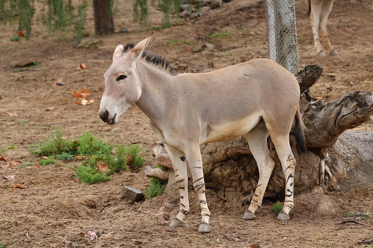 Дикий осел обитающий в средней центральной азии. Equus africanus somaliensis. сомалийский дикий осел. эфиопия животный мир. животный мир сомали.