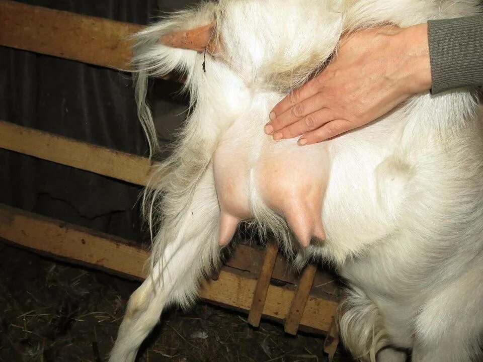 Беременна ли коза