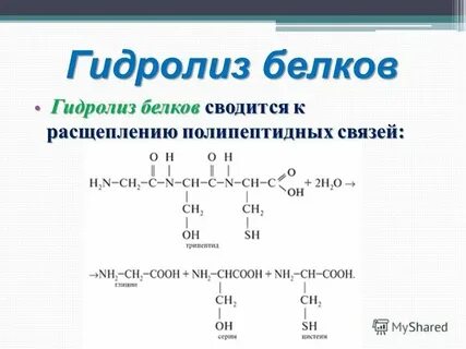 Роль гидролиза в живых организмах