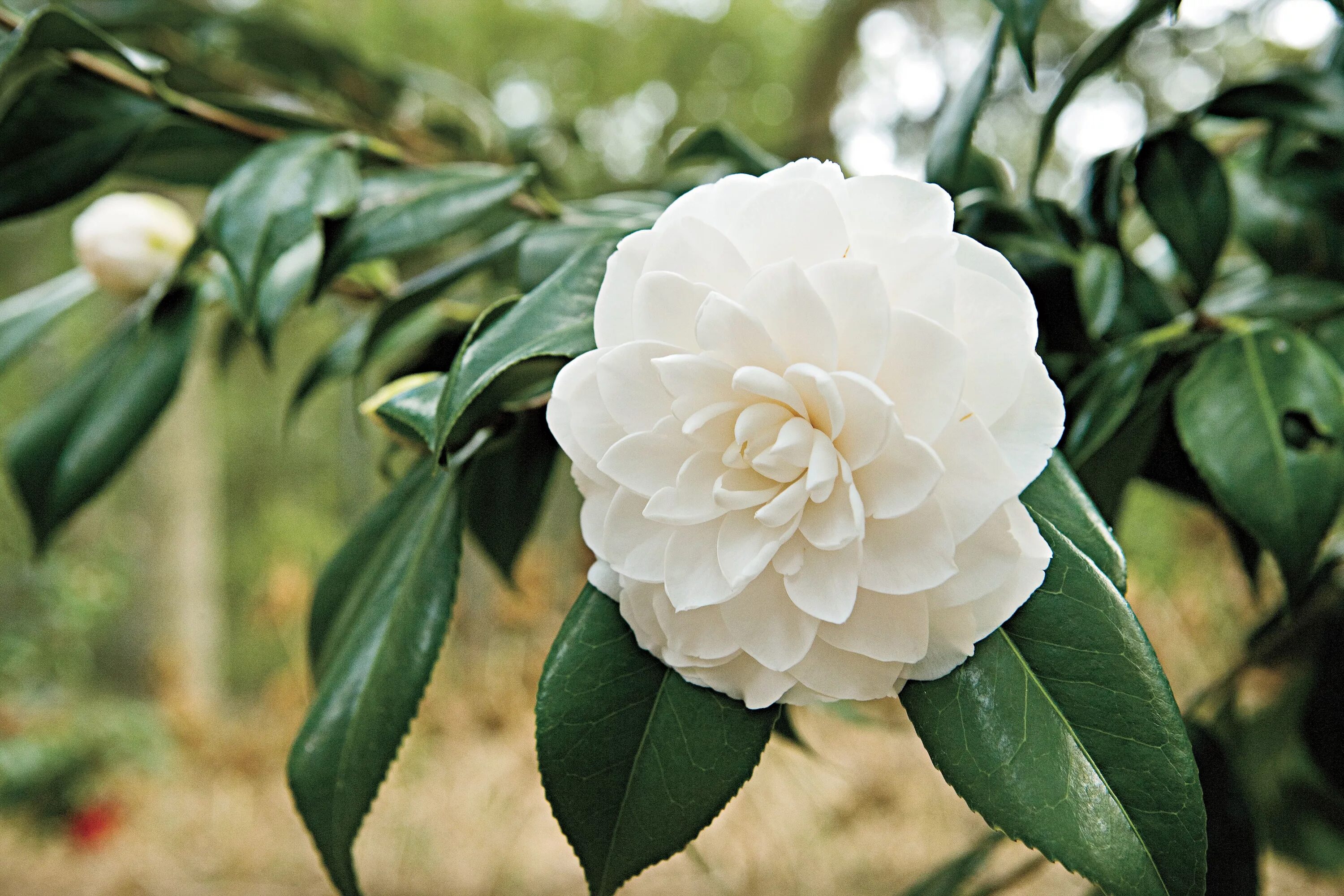 Когда цветет камелия 1. Камелия махровая. камелия японская camellia japonica. роза камелия белая. миддлемист камелия.
