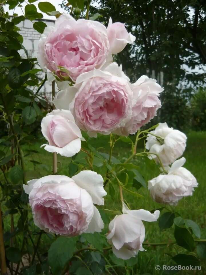 Веджвуд роуз. Веджвуд роуз. Зе веджвуд роуз (the wedgwood rose). Веджвуд роуз. Зе веджвуд роуз (the wedgwood rose).