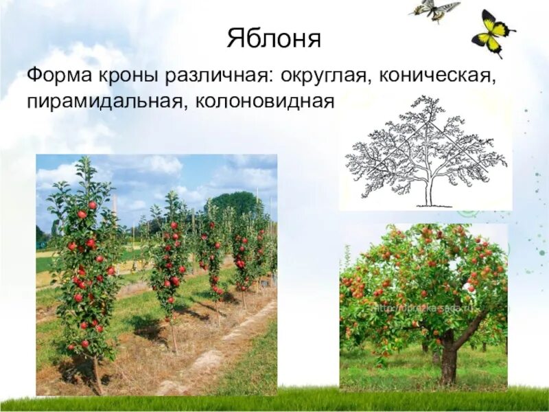 Яблони виды деревьев. Пирамидальная крона яблони. формы крон колонновидная пирамидальная. форма кроны яблони. виды кроны у яблони.