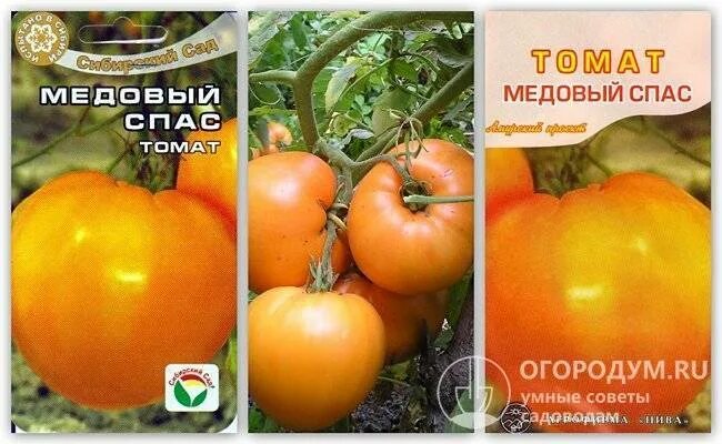 Спас помидоры. Томат медовый спас сиб сад. томат медовый. помидоры сорт медовый. томат медовый спас фото.